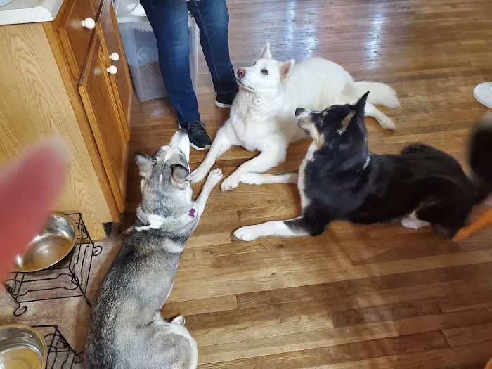 Village Pet Doctor Picture 4