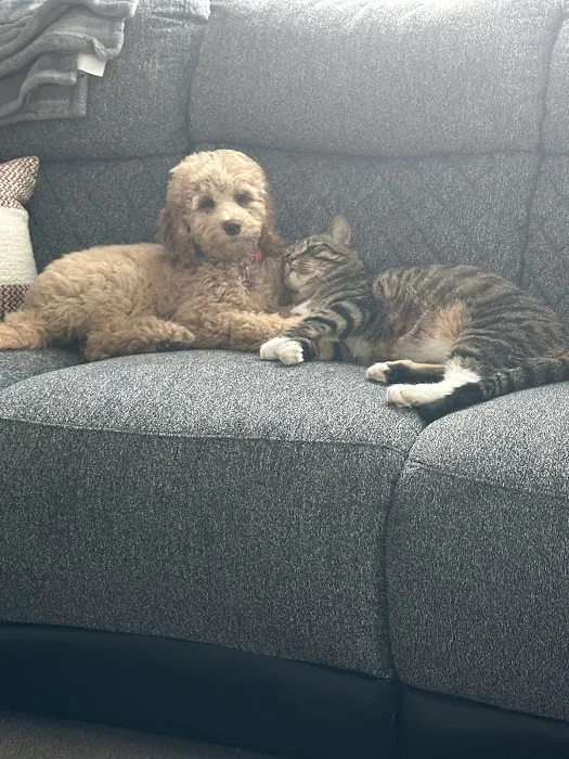 Village Pet Doctor Picture 8