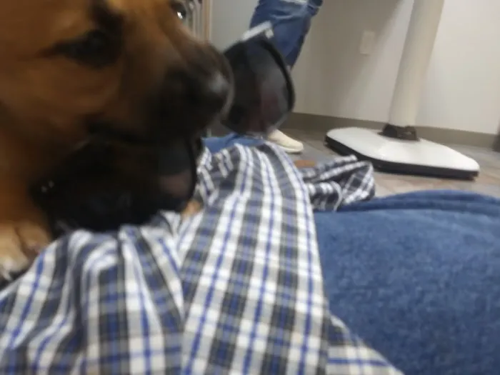 Village Pet Doctor Picture 7