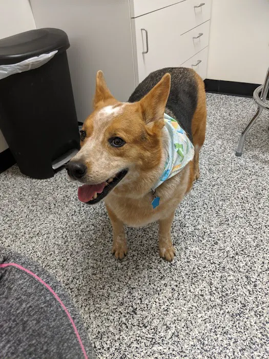 Loving Paws Pet Clinic Picture 1