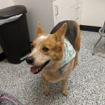 Loving Paws Pet Clinic