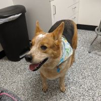 Loving Paws Pet Clinic ico