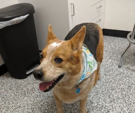 Loving Paws Pet Clinic
