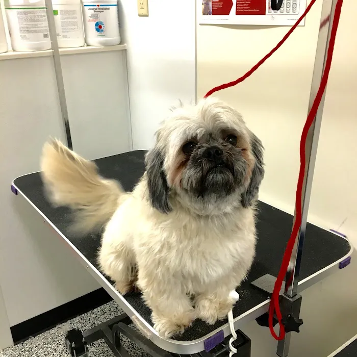 Loving Paws Pet Clinic Picture 3