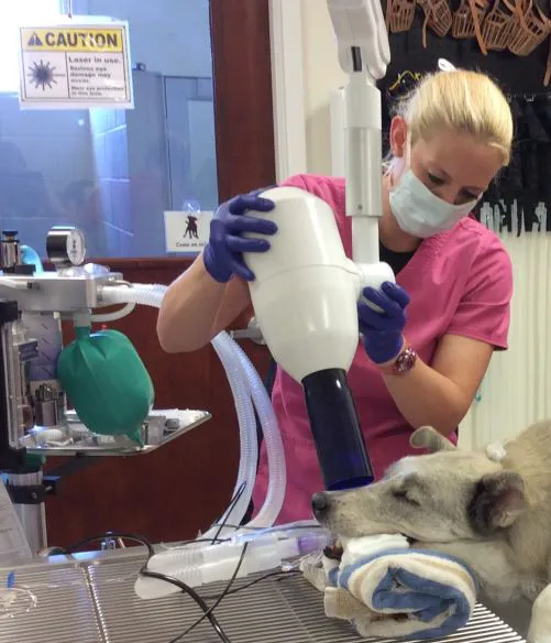 Loving Paws Pet Clinic Picture 6