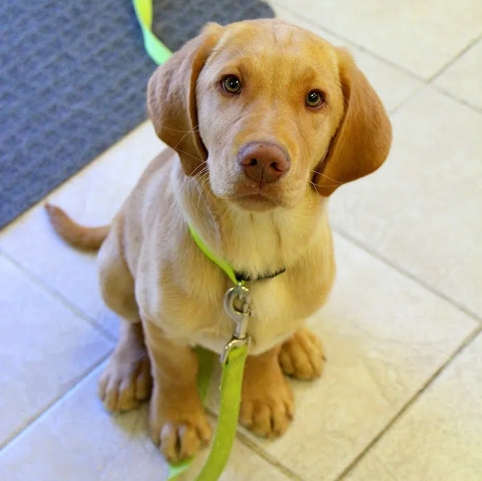 Sports Vet Animal Medical Center Picture 6