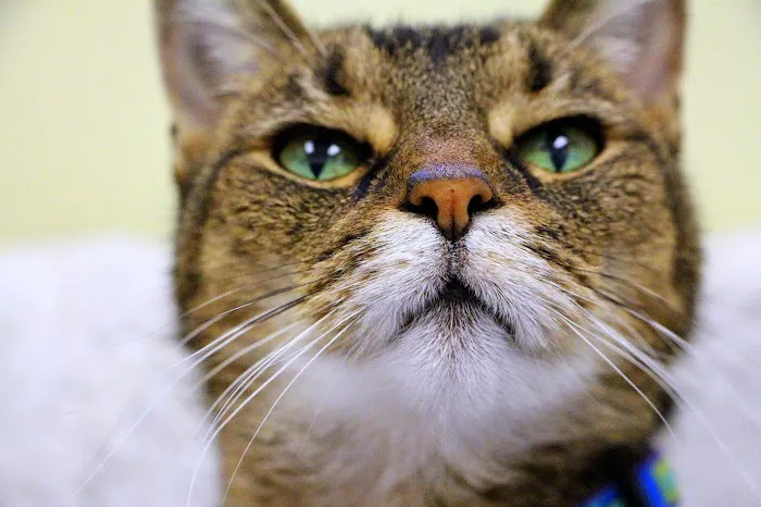 Sports Vet Animal Medical Center Picture 3
