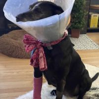 Animal Hospital at the Crossing ico