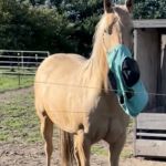Hodson Veterinary Services LLC