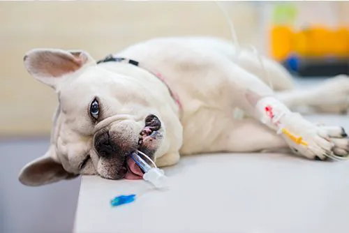 Kankakee Animal Hospital Picture 4