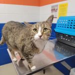 Kankakee Animal Hospital