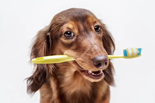 Kankakee Animal Hospital Picture 7