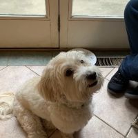 McAfee Animal Hospital ico