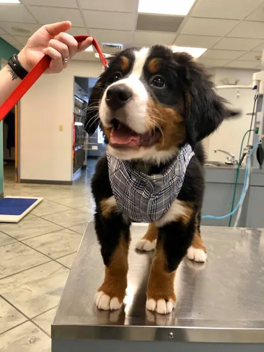 McAfee Animal Hospital Picture 10