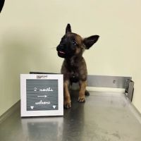 Morthland Animal Clinic ico