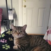 South Creek Animal Hospital ico