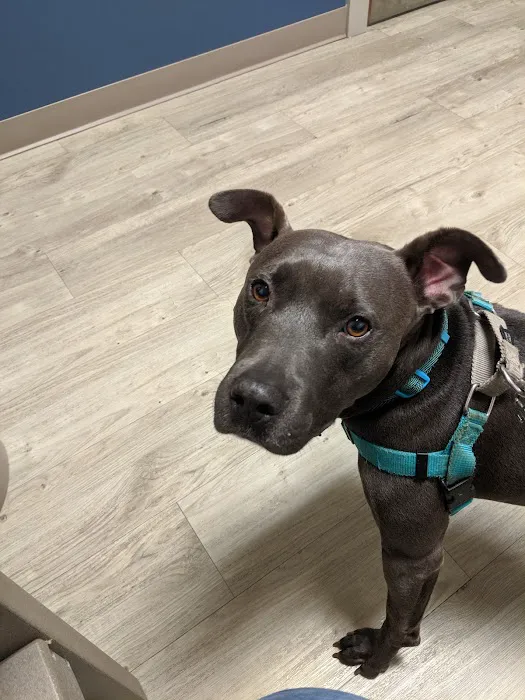 South Creek Animal Hospital Picture 10