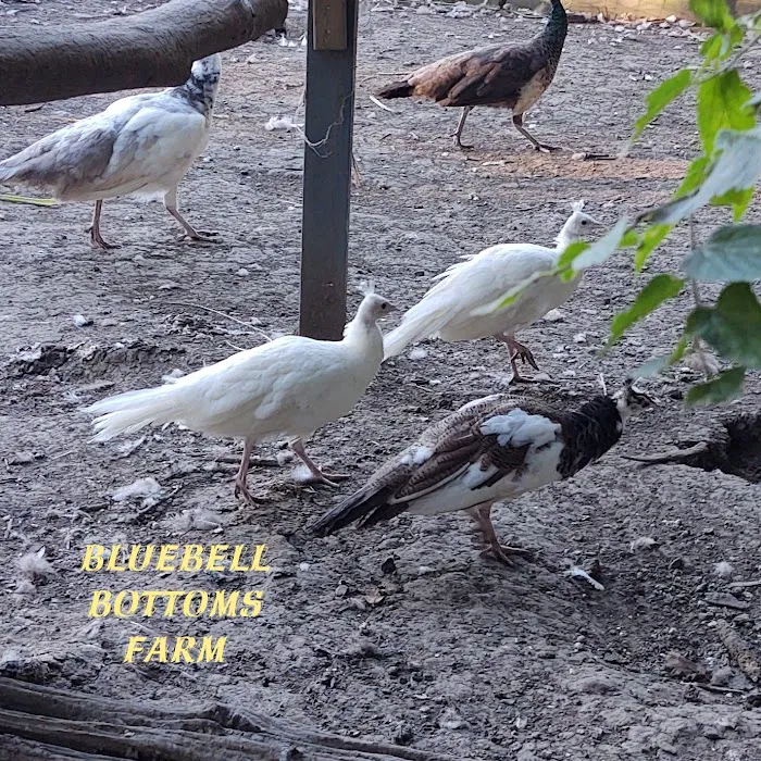 Bluebell Bottoms Farm Picture 10