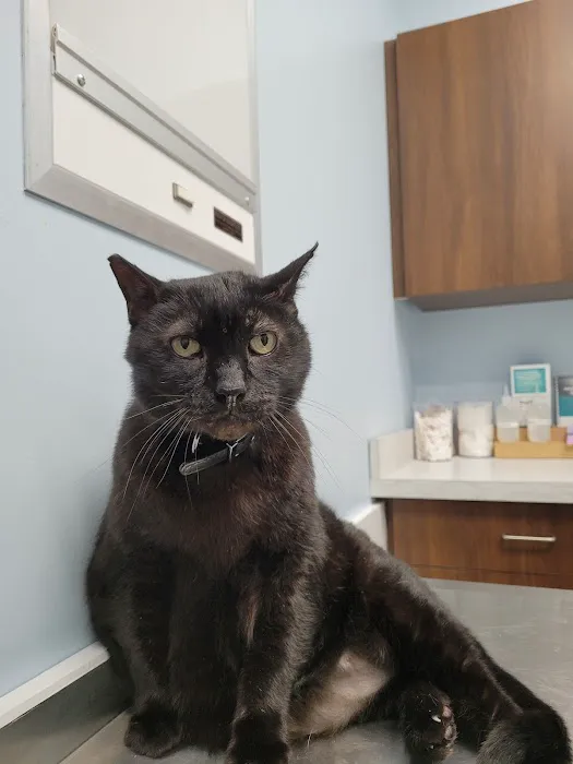 4 Paws Pet Clinic Picture 1