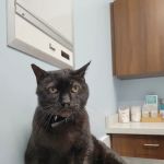 4 Paws Pet Clinic