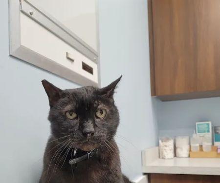 4 Paws Pet Clinic