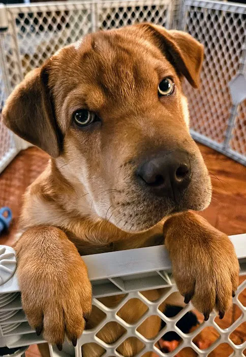 4 Paws Pet Clinic Picture 4