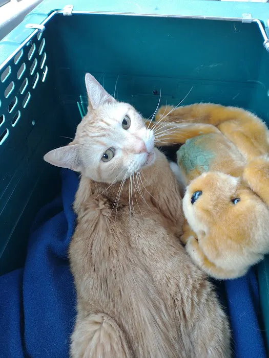 4 Paws Pet Clinic Picture 10