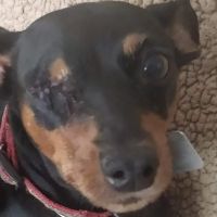 Rodawold Veterinary Services ico