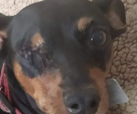 Rodawold Veterinary Services