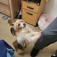 Ark of the Dunes Animal Hospital ico