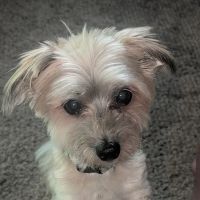 Valparaiso Animal Hospital ico