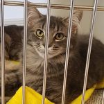 Westchester Animal Clinic
