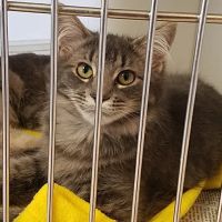Westchester Animal Clinic ico