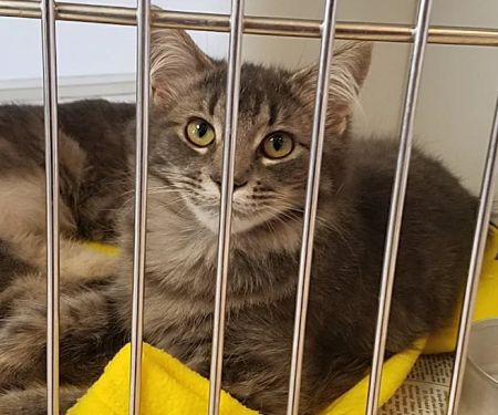 Westchester Animal Clinic