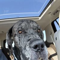 Vale Park Animal Hospital ico