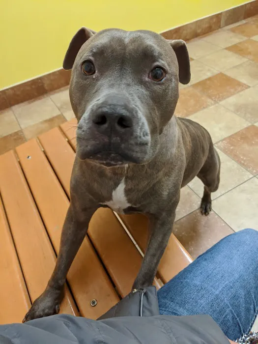 Banfield Pet Hospital Picture 1