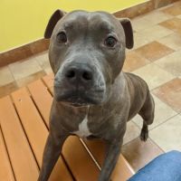 Banfield Pet Hospital ico