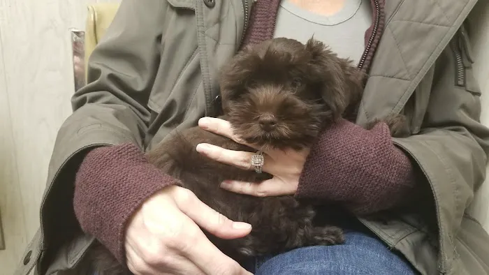 Premier Paws Picture 4