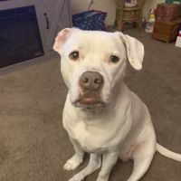 Caton Crossing Animal Hospital ico