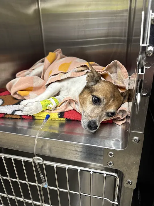 Vetco Total Care Animal Hospital Picture 1
