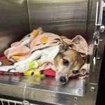 Vetco Total Care Animal Hospital
