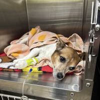 Vetco Total Care Animal Hospital ico