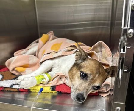 Vetco Total Care Animal Hospital