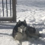 Shorewood Animal Hospital