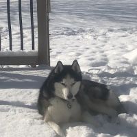 Shorewood Animal Hospital ico