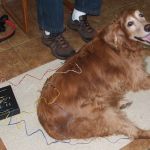 Fox Ridge Veterinary Clinic