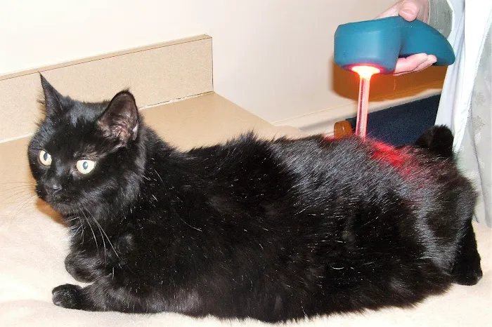 Fox Ridge Veterinary Clinic Picture 4