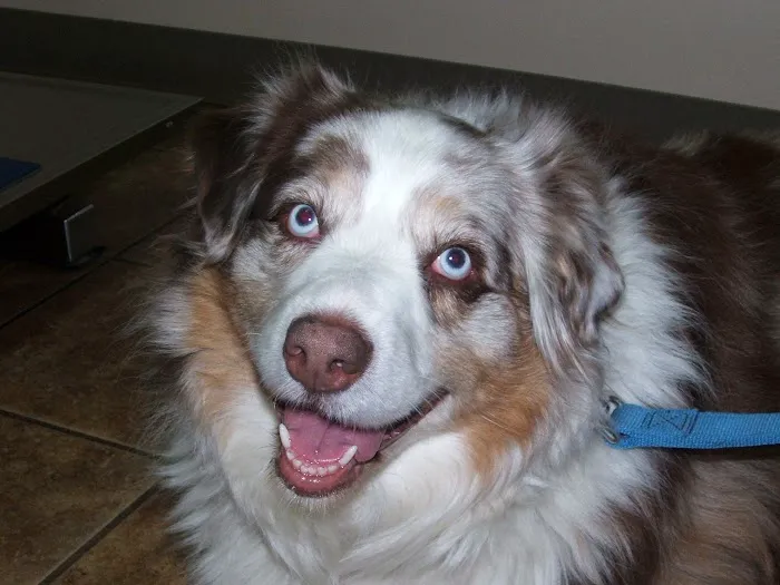 Fox Ridge Veterinary Clinic Picture 5