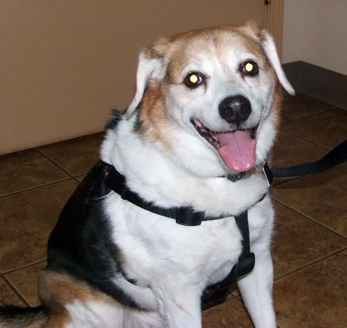 Fox Ridge Veterinary Clinic Picture 8