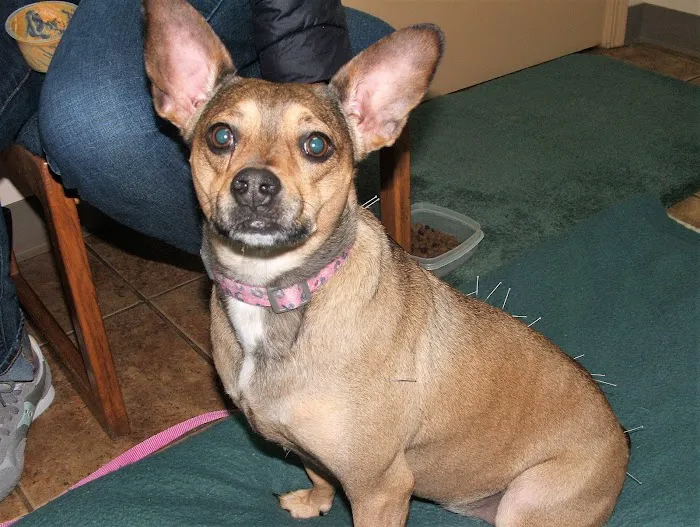Fox Ridge Veterinary Clinic Picture 10
